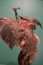 sylvain wavrant_09