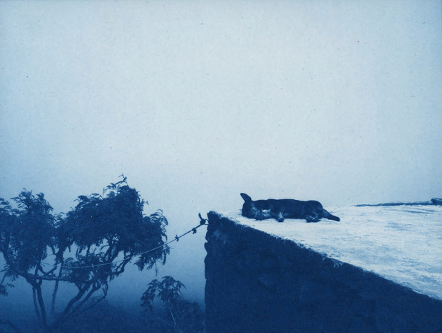 julie pradier-fogo